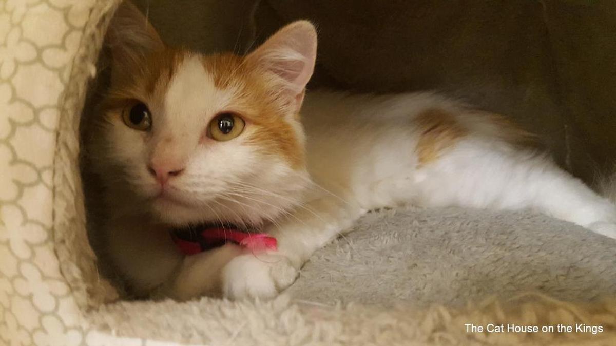 Daphne, a 1-year-old domestic medium hair, is available through the Cat House on the Kings Adoption Center at Petco, 4144 N. Blackstone Ave., open 10 a.m.-5 p.m. daily. Call 559-222-0228 for more information.