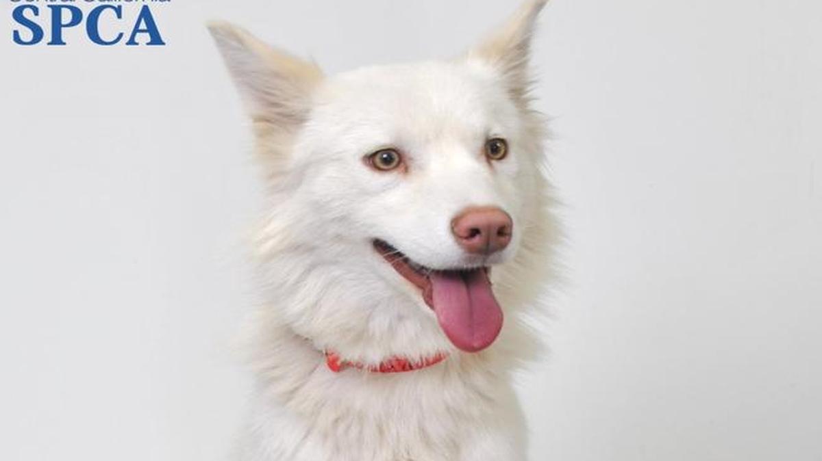 Kiara is a 2-year-old, female, white, Siberian husky blend. Kiara is highly energetic and very much enjoys running, playing, and going on daily walks. She is extremely sweet and lovable with everyone she meets! Kiara loves getting her belly rubbed and giving unexpected kisses. This precious gal is more than ready to find her forever home! Kiara will become available for immediate adoption at our CCSPCA Adoption Center on 10/30/2016 at 10am . Animal Center hours are 10am-5pm, 7 days a week (until 6pm on Wednesdays). The CCSPCA is located at 103 S. Hughes Ave. Fresno, CA 93706. For questions, please call (559) 233-7722 x 119 or email Adoptions@CCSPCA.COM