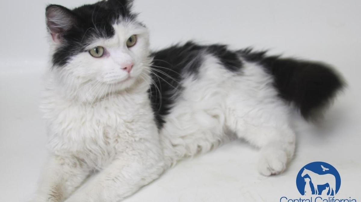 Captain is a 2-year-old, male, white and black, Domestic Medium Hair. Captain sure is the perfect gentleman. He's sweet, affectionate, and always happy to be petted and loved. This handsome boy is also very playful, and still acts like a kitten at times! He’s excited to one day find his forever family! Captain will be available for immediate adoption on Sunday, May 1 at the CCSPCA Adoption Center. Animal Center hours are 10 a.m.-5 p.m. daily (6 p.m. on Wednesdays). The CCSPCA is located at 103 S. Hughes Ave., Fresno, CA 93706. For questions, please call 559-233-7722, ext. 119 or email Adoptions@CCSPCA.COM
