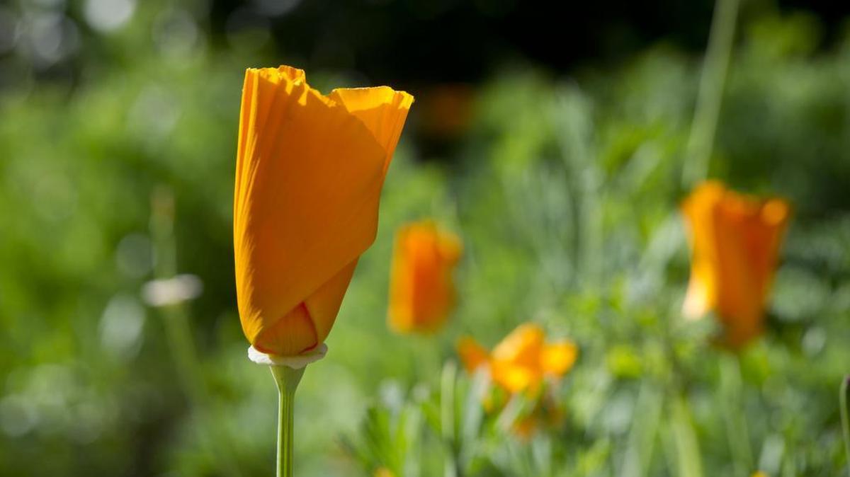 California poppies fill the backyard of an East Sacramento home. Such “tamed wildflowers make sense for a water-wise garden, says expert David Salman of High Country Gardens.