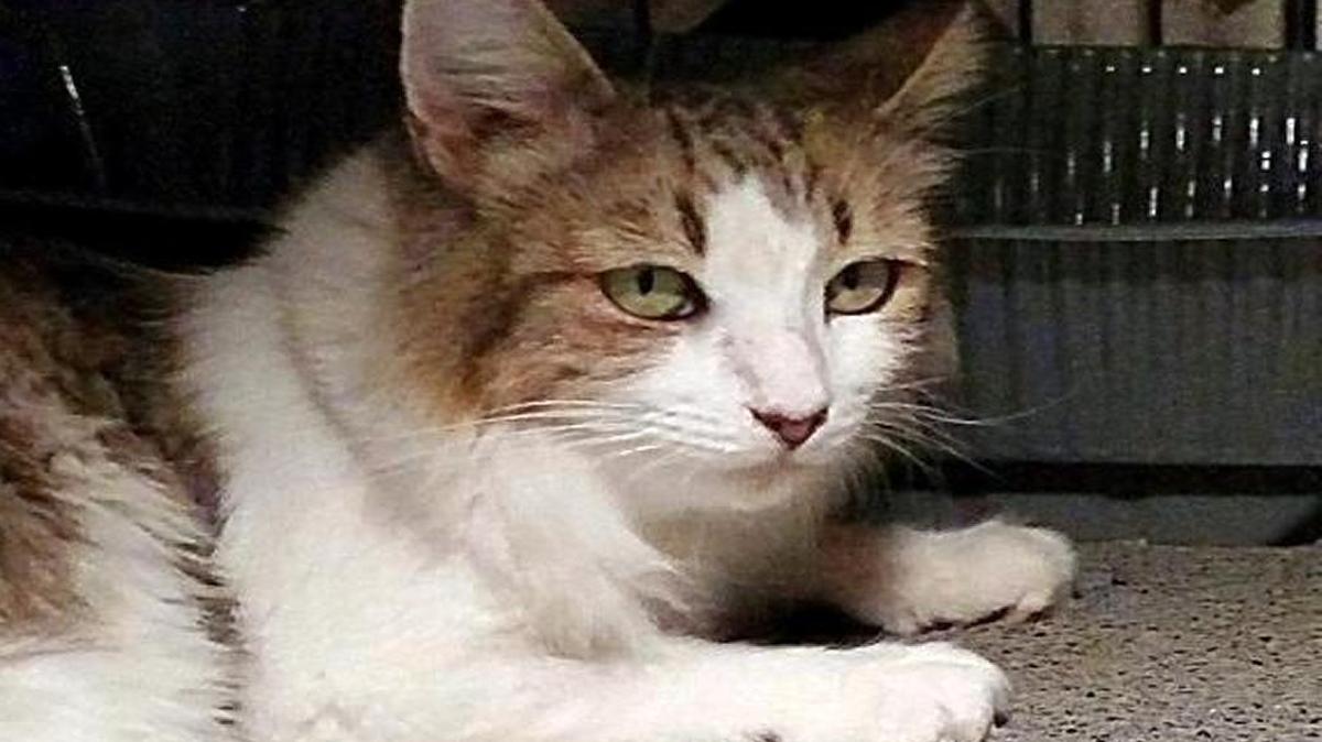 CAT HOUSE ON THE KINGS: If you are someone (especially a woman) looking for the sweetest girl ever, Keely is the girl for you! A one year old Maine Coon blend that has done a great job of lovingly raising her four darling kittens, but has really earned her own special place in someone's heart. She loves to be petted and brushed and just wants to be someone's cuddly treasure. We're hoping the perfect lovely lady will choose this lovely lady! You can come in and meet Keely at the Cat House on the Kings Adoption Center inside Petco at 4144 N. Blackstone at Ashlan in Fresno. You will be required to fill out an adoption application online at www.cathouseonthekings.com. The adoption center at Petco is open daily 10am-5:00pm and Wednesday 10am-6:00pm. Call (559) 222-0228 for more information. The adoption center has a computer for you to use for filling in an application.