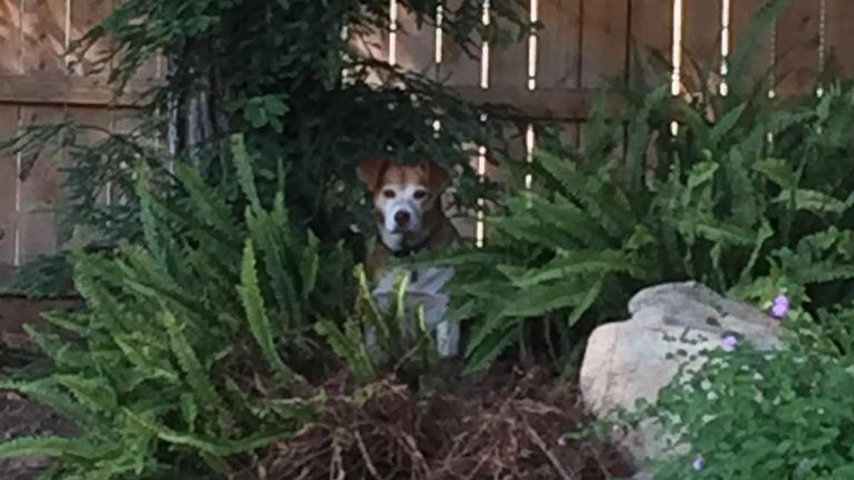 Penny hanging in her cool place.