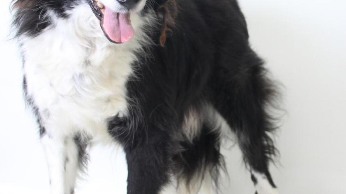 CCSPCA: Brock is an 8-year-old, male, black-and-white, border collie blend. This guy loves everyone! He’s sweet to anyone he meets and doesn’t mind other dogs either; he’s great on a leash, highly intelligent and easy on the eyes. If your in need of a loyal companion, look no further! Brock can’t wait for the day he finds his forever home. Brock will be available for immediate adoption at 10 a.m. Sunday, March 20, at the CCSPCA, 103 S. Hughes, open 10 a.m.-5 p.m. daily. For questions, please call 559-233-7722, ext. 119 or email Adoptions@CCSPCA.COM.