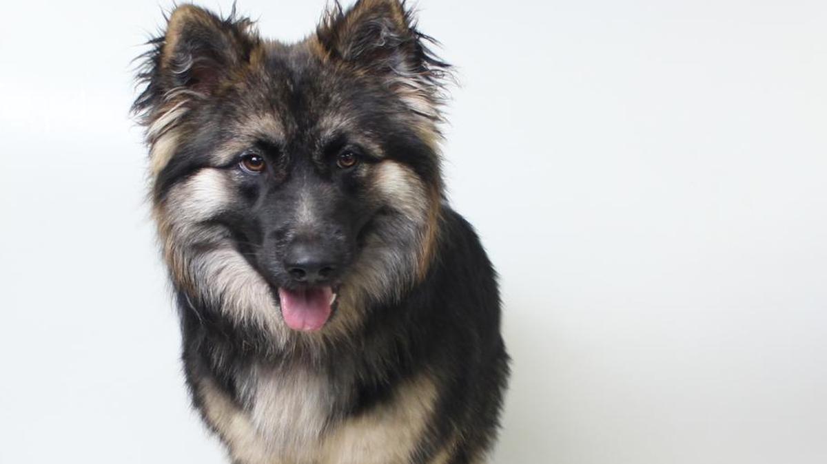 Say hello to Dino A009829! Dino is a 1 year old, male, black and tan, German Shepherd blend. Dino is a huge puppy looking for somebody to be his best friend. Dino loves to give big kisses and loves to cuddle up next to people. This big boy has an huge heart and can't wait for his future forever family to come and get him. Dino is available for immediate adoption at our CCSPCA Adoption Center. Animal Center hours are 10am-5pm, 7 days a week (until 6pm on Wednesdays). The CCSPCA is located at 103 S. Hughes Ave. Fresno, CA 93706. For questions, please call (559) 233-7722 x 119 or email Adoptions@CCSPCA.COM
