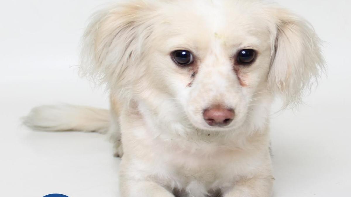 Nick is a 1-year-old male, white and tan terrier blend available at 10 a.m. Sunday from the CCSPCA, 103 S. Hughes Ave. in Fresno, open 10 a.m.-5 p.m. daily (6 p.m. Wednesdays) Call 559-233-7722, ext. 119 or email adoptions@ccspca.com.