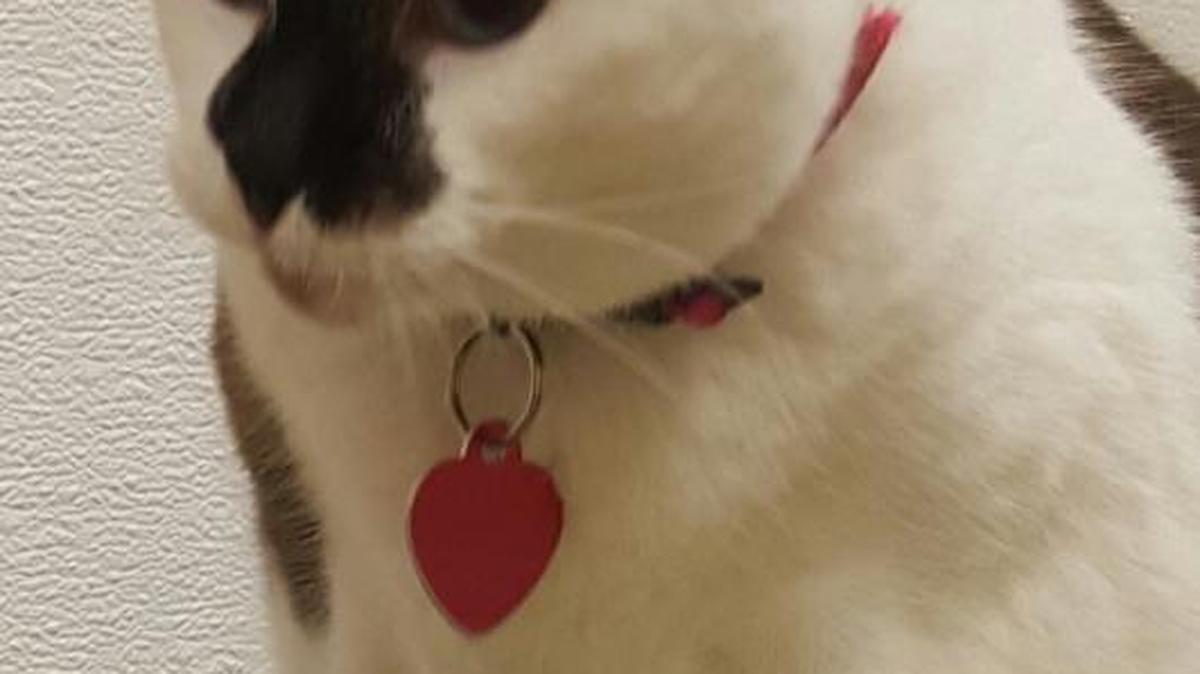 Kiki is a 3-year-old snowshoe available from the Cat House on the Kings Adoption Center at Petco, 4144 N. Blackstone Ave., open 10-5 daily. Call 559-222-0228.