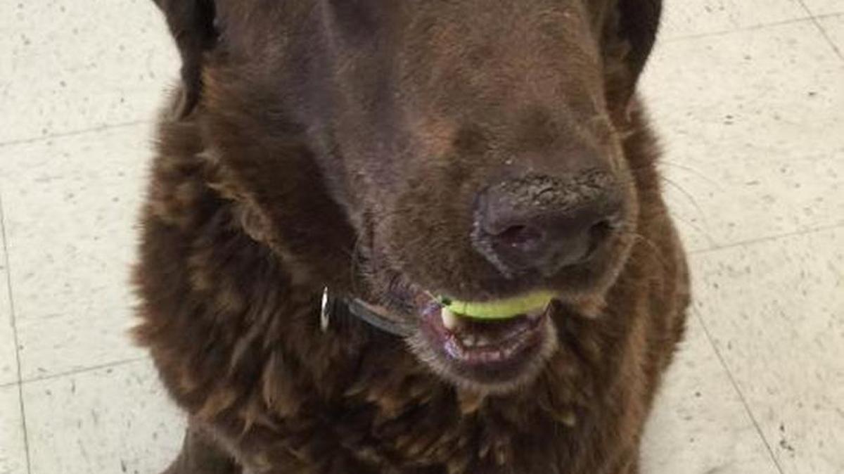 Grizzly is a beautiful, gentle 6-year-old chocolate lab. Grizzly is available through Animal Compassion Team, 2789 S. Orange Ave., Fresno, open 11 a.m.-6 p.m. Saturdays and Sundays. Call 559-299-6364 or go to www.animal compassionteam. com.
