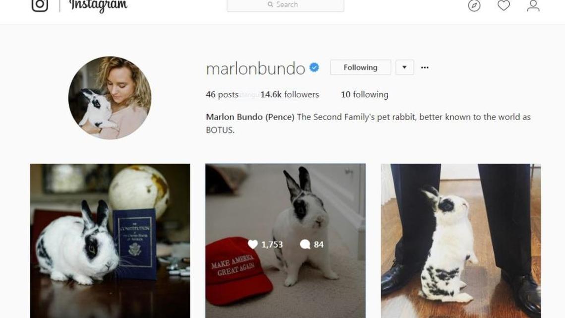 Marlon Bundo Pence, the Bunny of the United States, on Instagram.