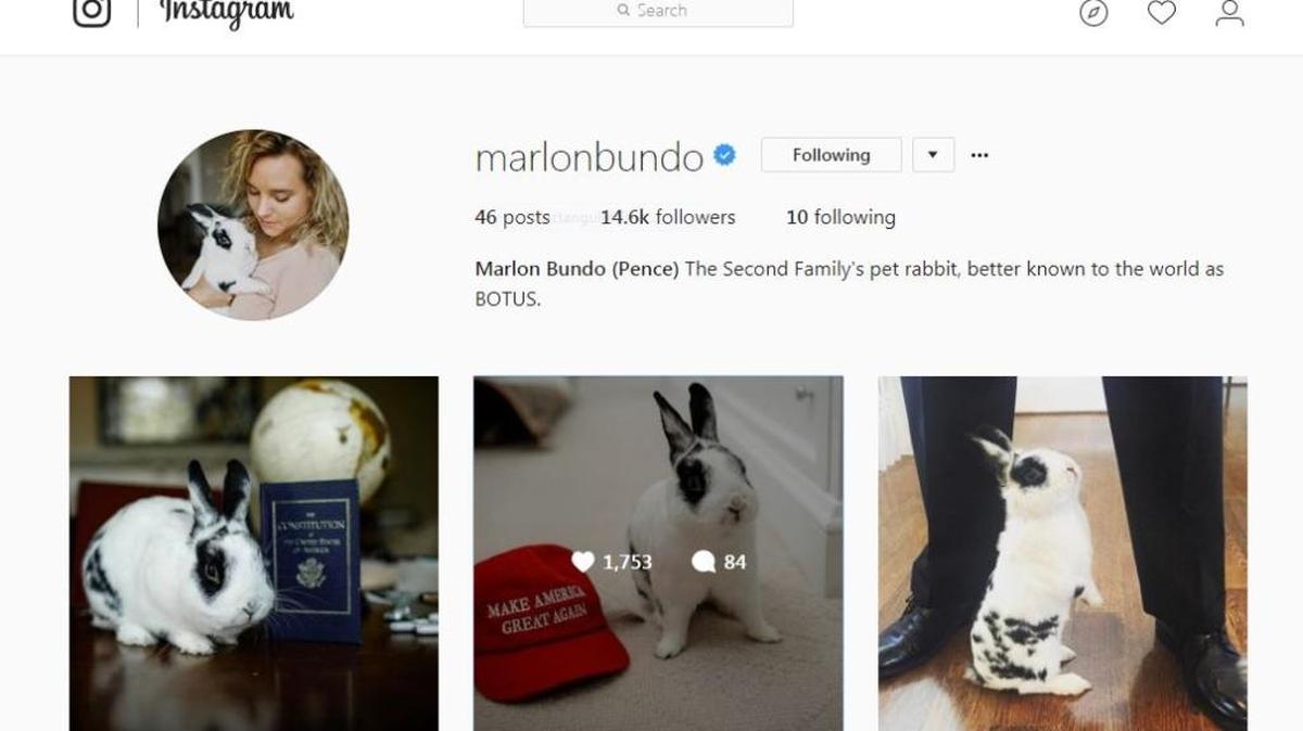 Marlon Bundo Pence, the Bunny of the United States, on Instagram.