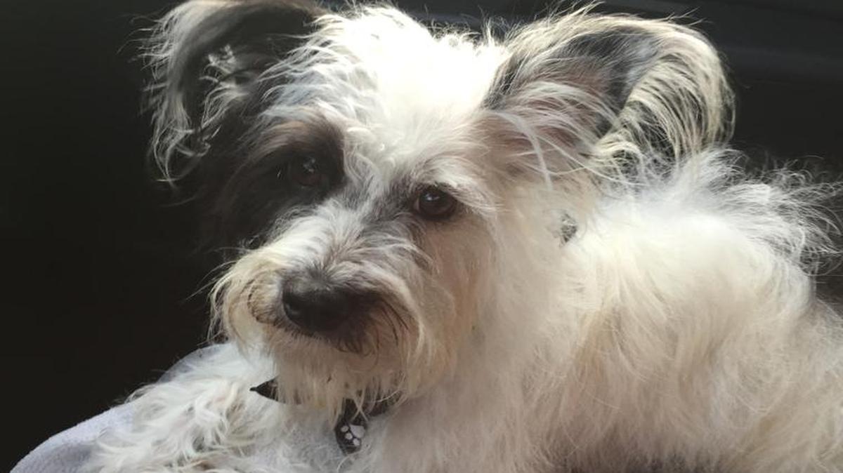 Babygirl Donna on her way to the groomers. She was a stray 8 months ago. We adopted her from SPCA. She’s so much fun.