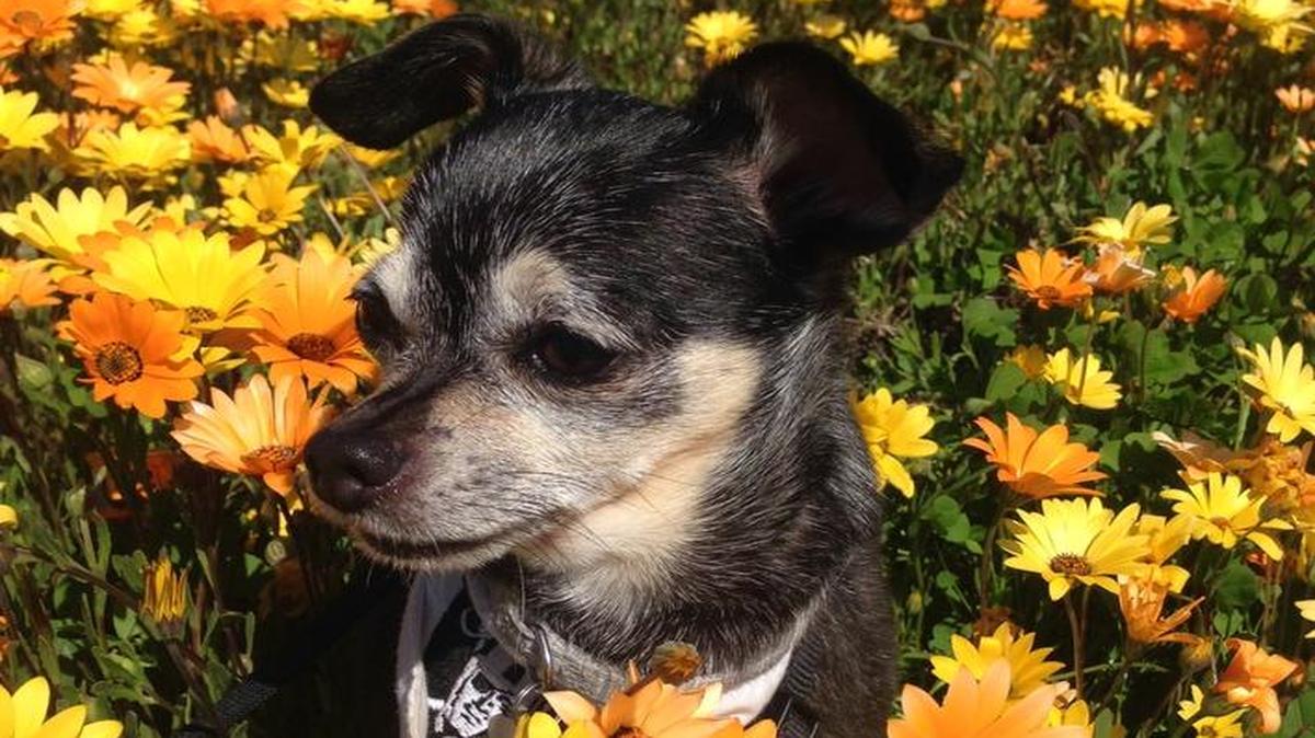 Rambo loves going to the gardens.