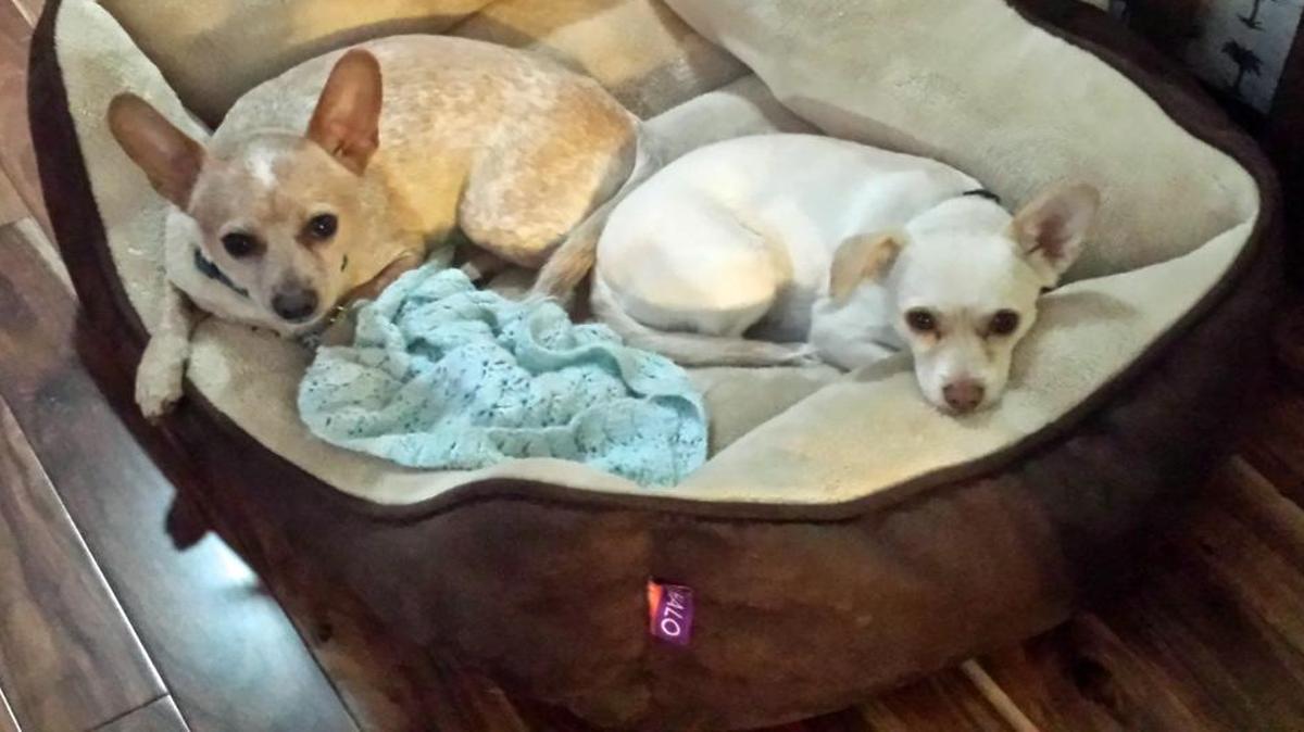 Our two rescue dogs, Frankie and Johnny.