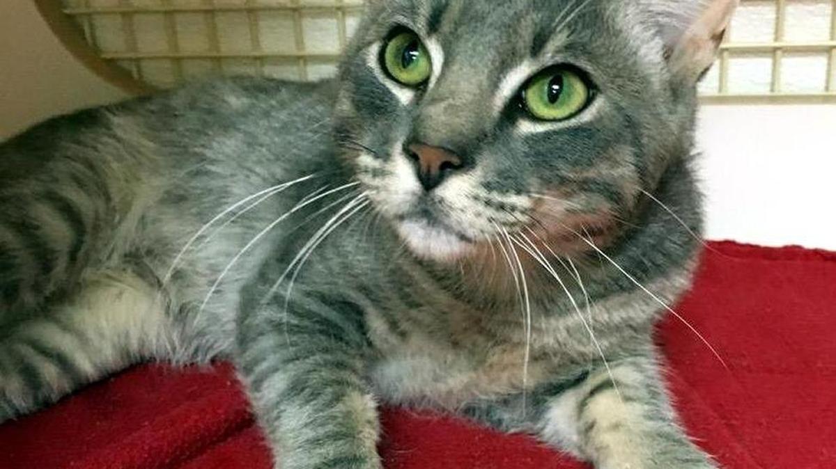 CAT HOUSE ON THE KINGS: Meet Eclair, a 1 year old grey tabby Manx! Donut and Eclair are a pair of sweet Manx boys who are available to settle in to your home! (They were found wandering around an apartment complex) They both have short, "half length" tails ... just long enough for them to chase each other! They are extremely friendly and people-oriented and very playful. They are both awesome cats and do not need to be adopted together ... each one is completely delightful. You can come in and meet Eclair at the Cat House on the Kings Adoption Center inside Petco at 4144 N. Blackstone at Ashlan in Fresno. You will be required to fill out an adoption application online at www.cathouseonthekings.com. The adoption center at Petco is open daily 10am-5:00pm and Wednesday 10am-6:00pm. Call (559) 222-0228 for more information. The adoption center has a computer for you to use for filling in an application.