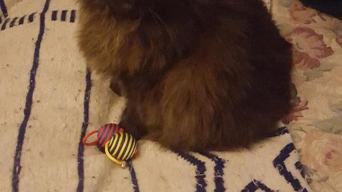 My 13 year old baby girl Oreo.