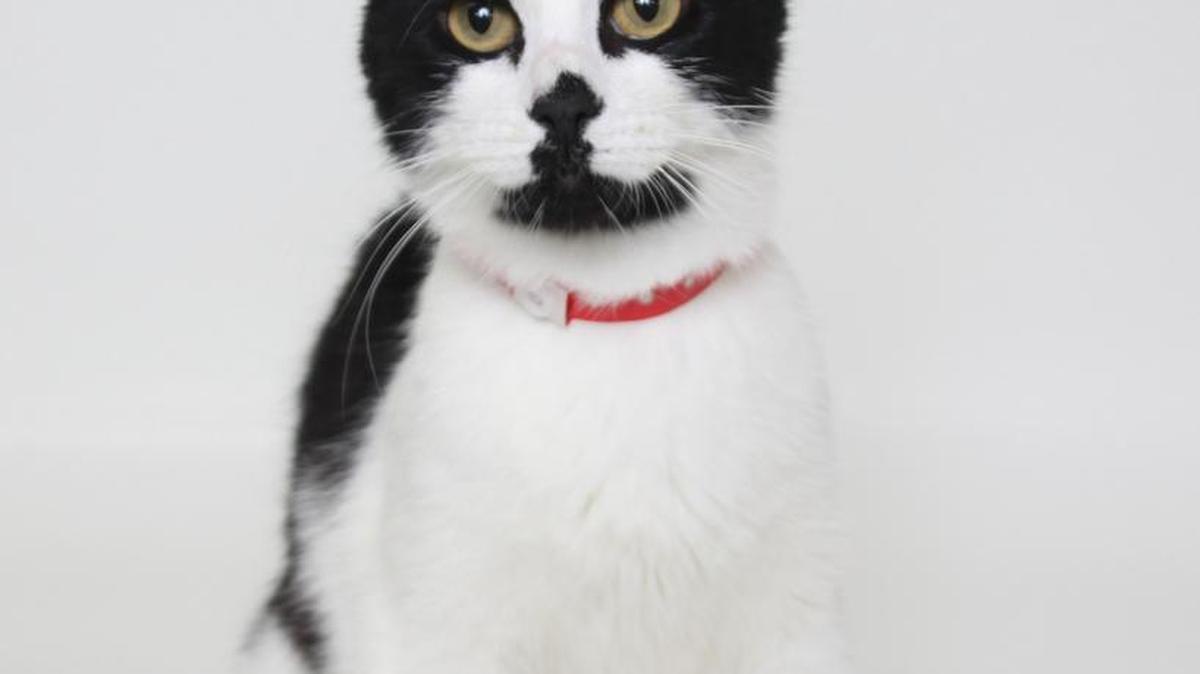 This is Marilyn 31613405! Marilyn is a 10-month-old, black-and-white, female, Domestic Shorthair. Marilyn is back from foster care where she finished raising her litter of seven! She’s a lovely lady. Marilyn loves to be held and pampered. She’s one of those “lovie-dovie” kitty cats. Marilyn will be available for immediate adoption on at 10 a.m. Sunday, July 31, at our CCSPCA Adoption Center. Animal Center hours are 10 a.m.-5 p.m. daily (6 p.m. Wednesdays). The CCSPCA is located at 103 S. Hughes Ave. Fresno, CA 93706. For questions, please call (559) 233-7722 x 119 or email Adoptions@CCSPCA.COM.
