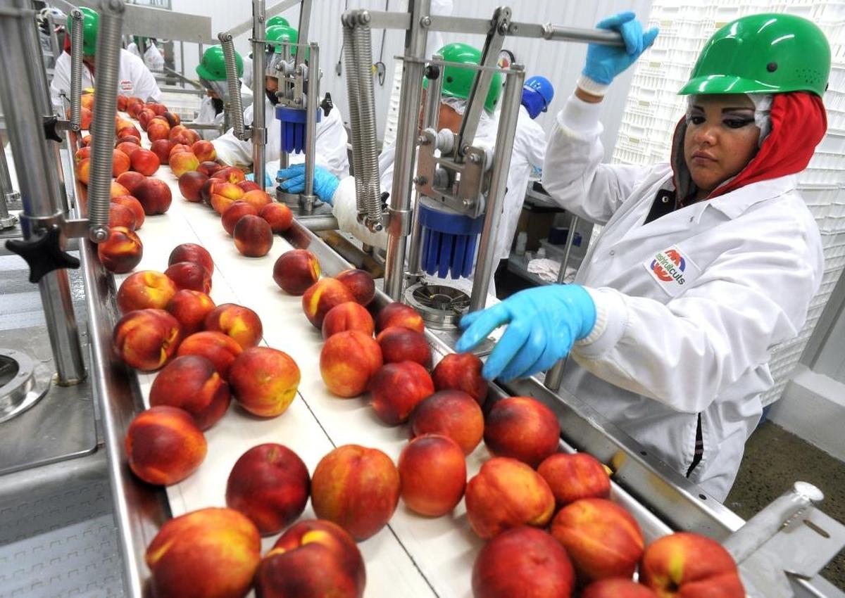 Maria Woolrich puts nectarines through a slicer on the processing line at Fresh Fruit Cuts in Kingsburg in this 2014 file photo. The sliced fruit are then packaged in airtight bags and marketed under the brand name Woot Froot. The company has since moved to Fresno.