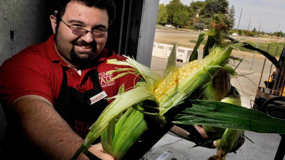 
Student manager Joseph Rodrigues holds some of the first sweet yellow corn picked at Fresno State on May 29, 2014. Rue and Gwen Gibson Farm Market at Fresno State will begin selling the 2015 sweet corn at 8 a.m. Friday.
