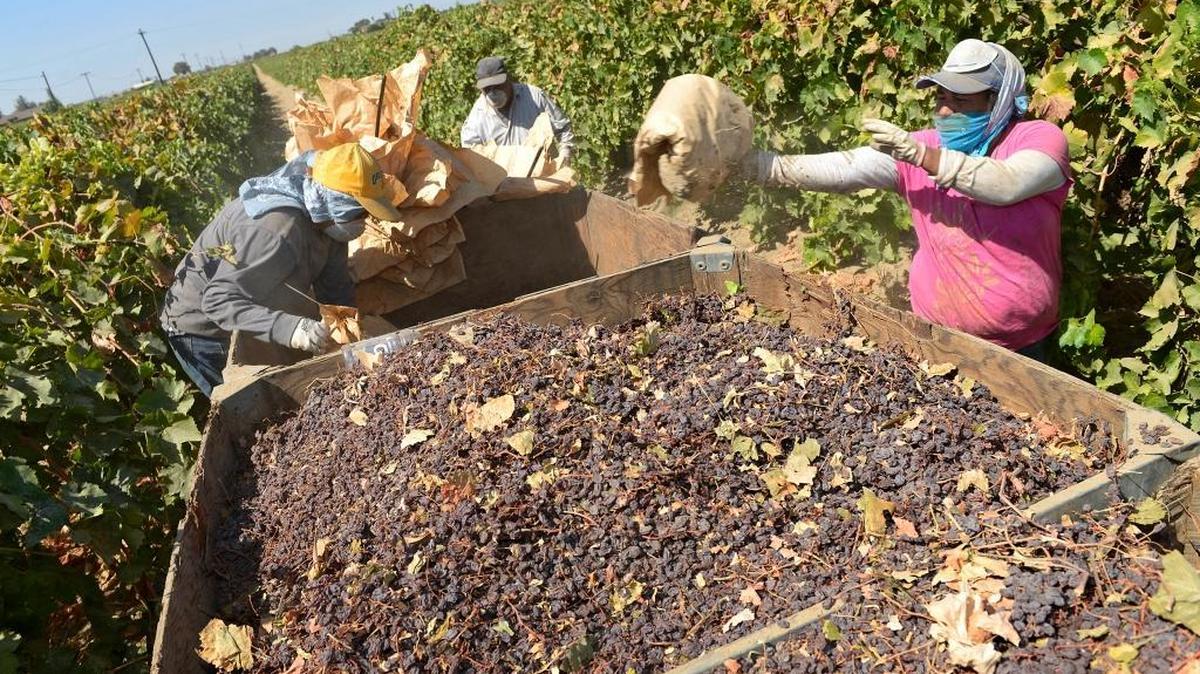 
Workers dump raisins into bins after having been dried on paper trays on a farm south of Easton in September 2014. Despite a continuing drought, farm income grew in Fresno County last year, contributing to the region’s economic growth.

