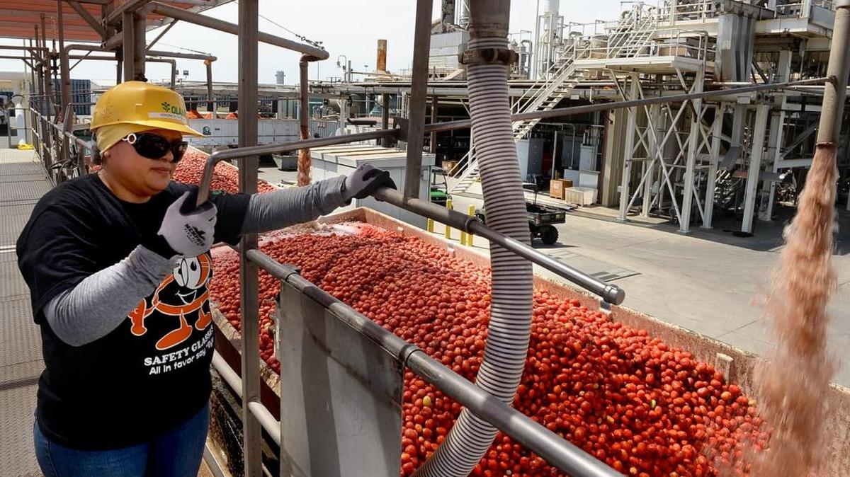 
A worker at Olam International’s tomato-processing plant in Lemoore washes down an incoming load in this July 2013 file photo. The manufacturing industry in the Valley continues to add jobs, according to a Fresno State economic survey
