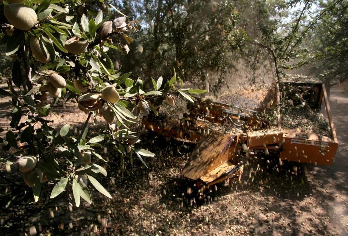 Almonds rain down as a tree shaker works an orchard during a recent fall nut harvest. Mechanization in agriculture as well as manufacturing are credited in a December 2022 report by the University of North Carolina for improvements in worker productivity in Fresno County and neighboring counties.