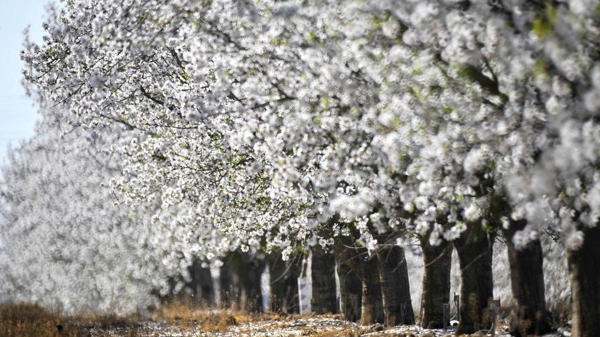 Federal regulators said Tuesday they will ban a pesticide widely used on California crops such as almonds and alfalfa, saying it imperils aquatic insects that are the food source of fish.