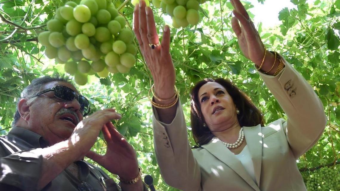 Then California Sen. Kamala Harris gets an on-the-vine look at Thompson seedless grapes during a 2017 tour of Fowler Packing Co. guided by Dennis Parnagian, an owner. Harris was in Fresno County to meet with farmers.