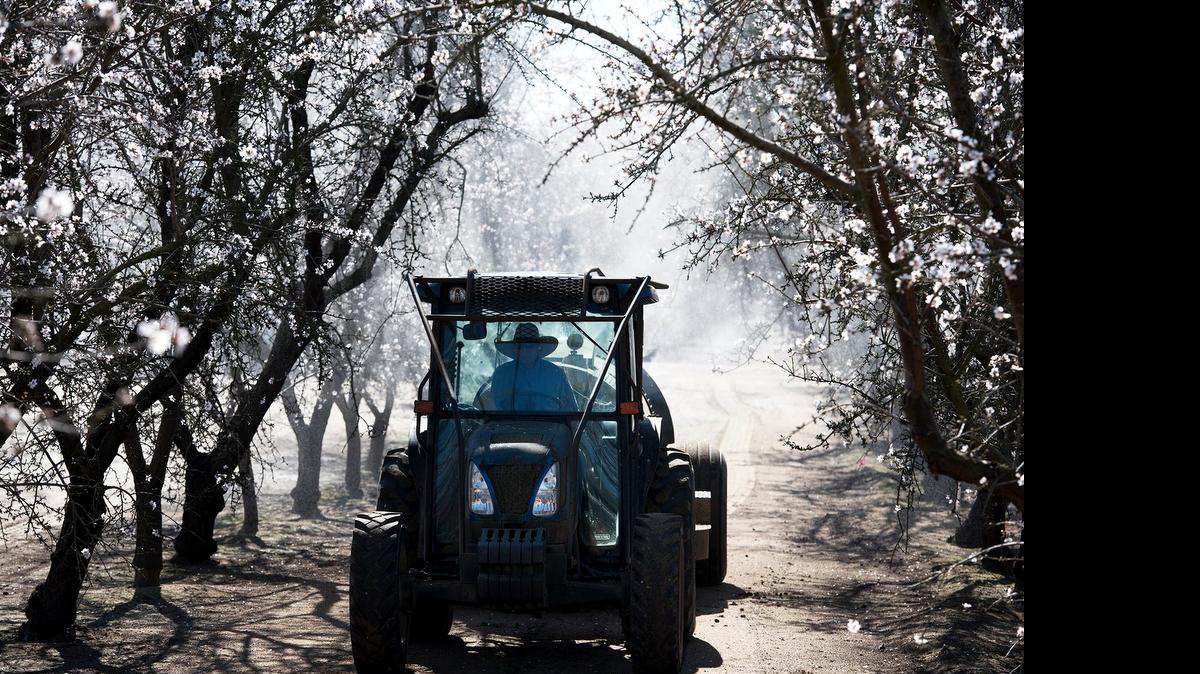 
An almond farmer sprays the blooms for mold protection and nutrient supplementation in February along Fulkerth Road in Turlock. The National Agricultural Statistics Service on Wednesday reduced its projection of the state’s almond crop this year – 1.8 billion pounds, down from 1.85 billion pounds estimated in early May.
