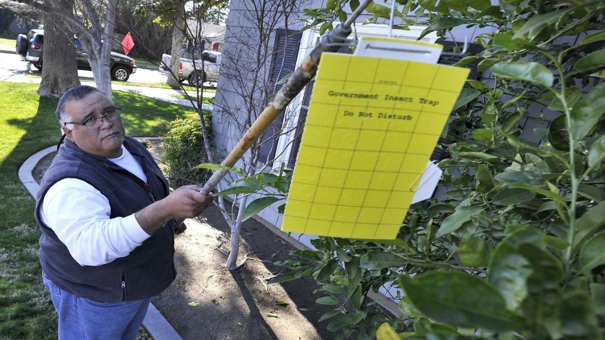 Cornelio Sanchez, with the California Department of Food and Agriculture, sets a insect trap for the Asian citrus psyllid in a citrus tree in a Fresno High neighborhood in January. New discoveries have been made in Tulare County, a key citrus growing area.
