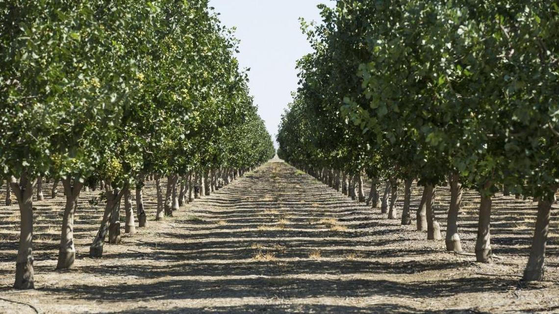 Ag investment firm sells almond ranch in Fresno County for $2.5M. See 10 farmland sales