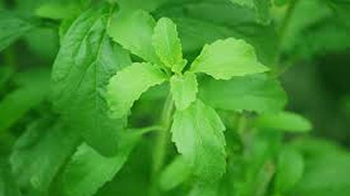 S&W Seed Co. in Fresno has received a trademark for the use of the brand name “Kandi Leaf” stevia.