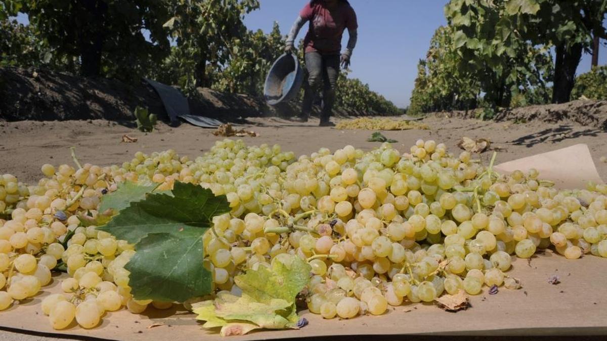 Freshly picked grapes dry on a paper tray near Dinuba.