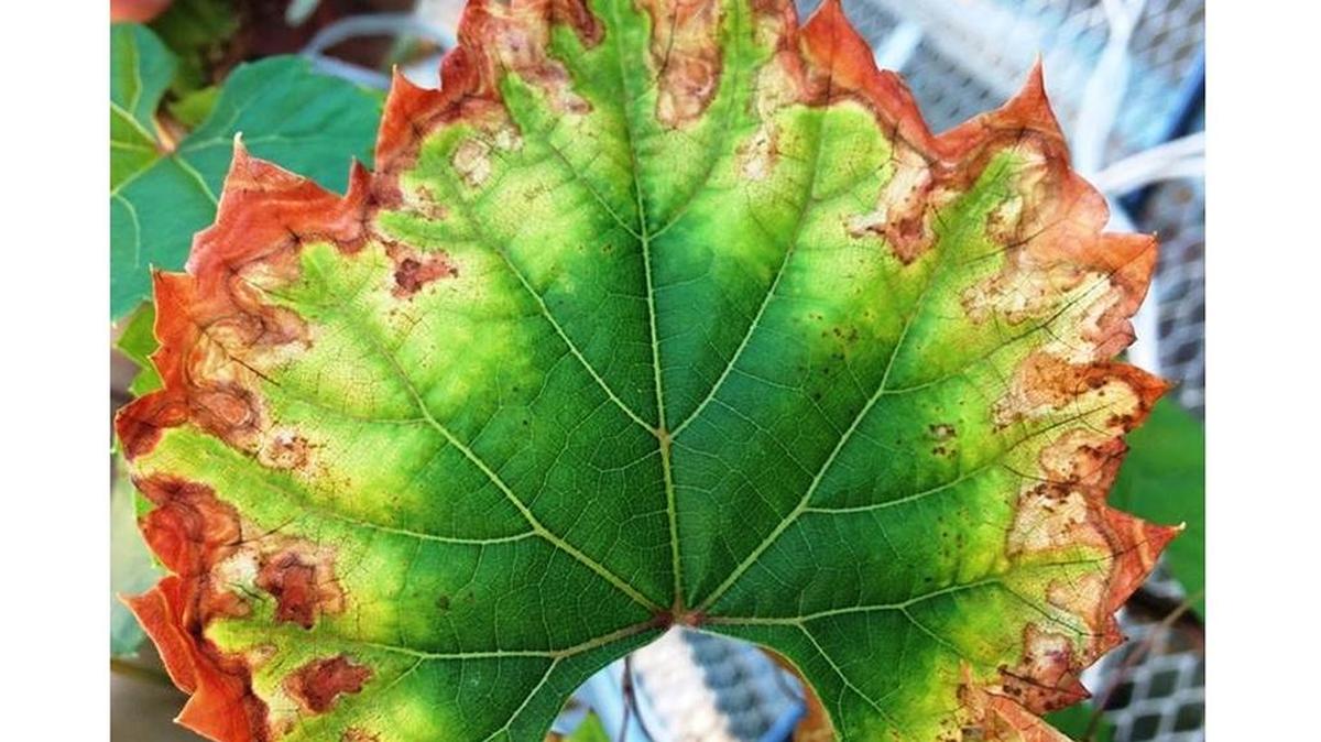 Browning effect of Pierce’s disease on grape leaf.