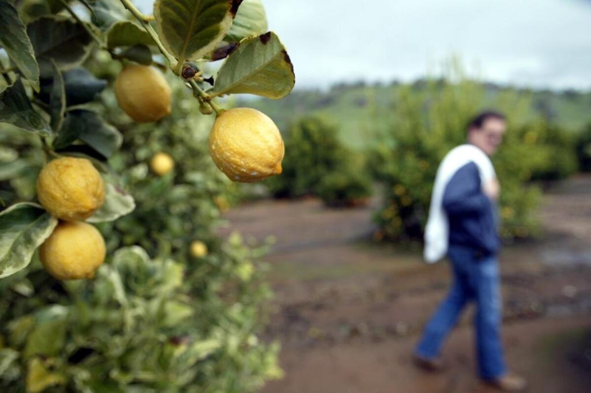 Citrus trees may require extra water during periods of hot, dry weather.