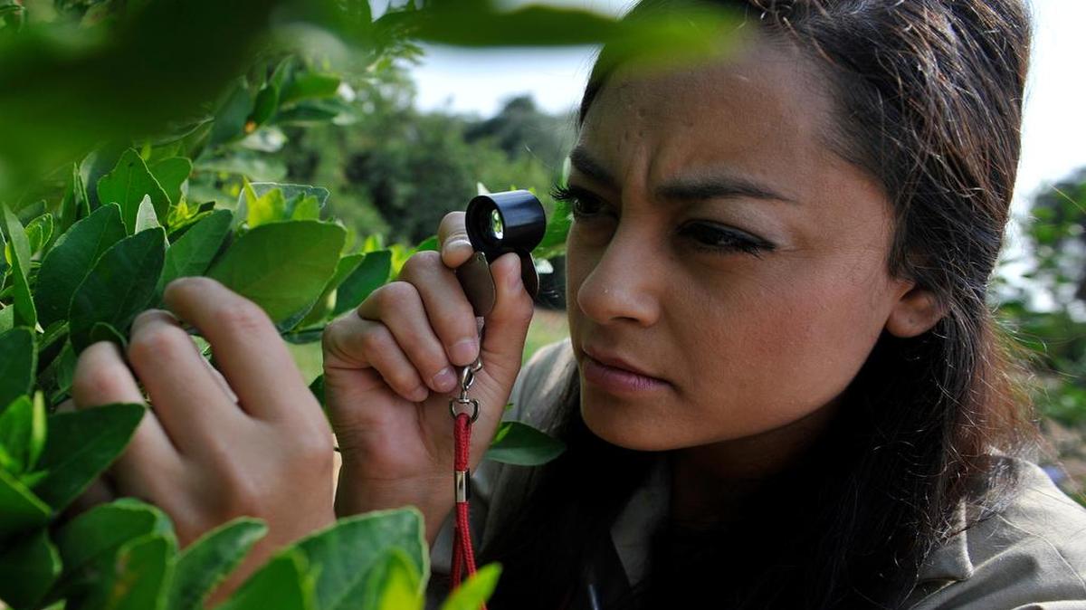 
Cora Barrera, a California Department of Food and Agriculture ag tech, uses a magnifier as she searches for Asian citrus psyllids in a citrus grove on private property last year in Fresno.
