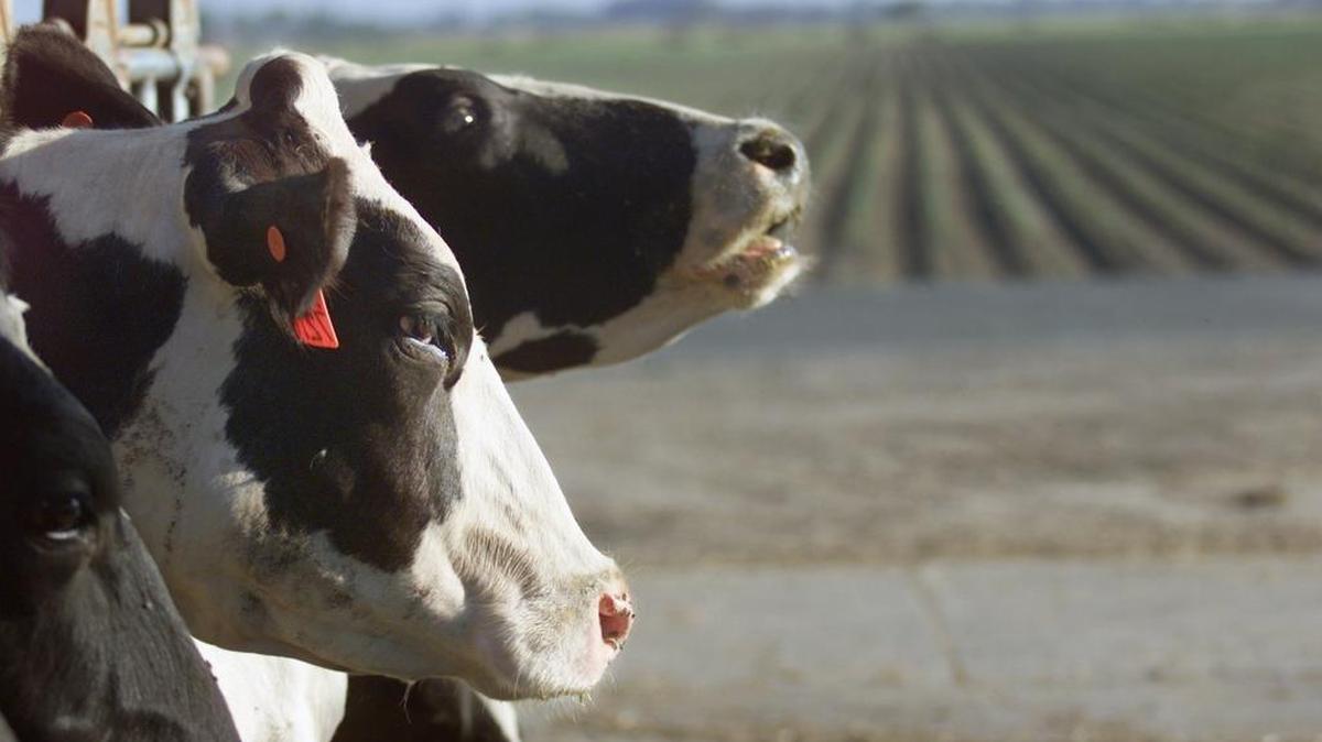 
The USDA will examine a petition to change the way milk prices are set in California during a hearing Sept. 22 in Clovis.
