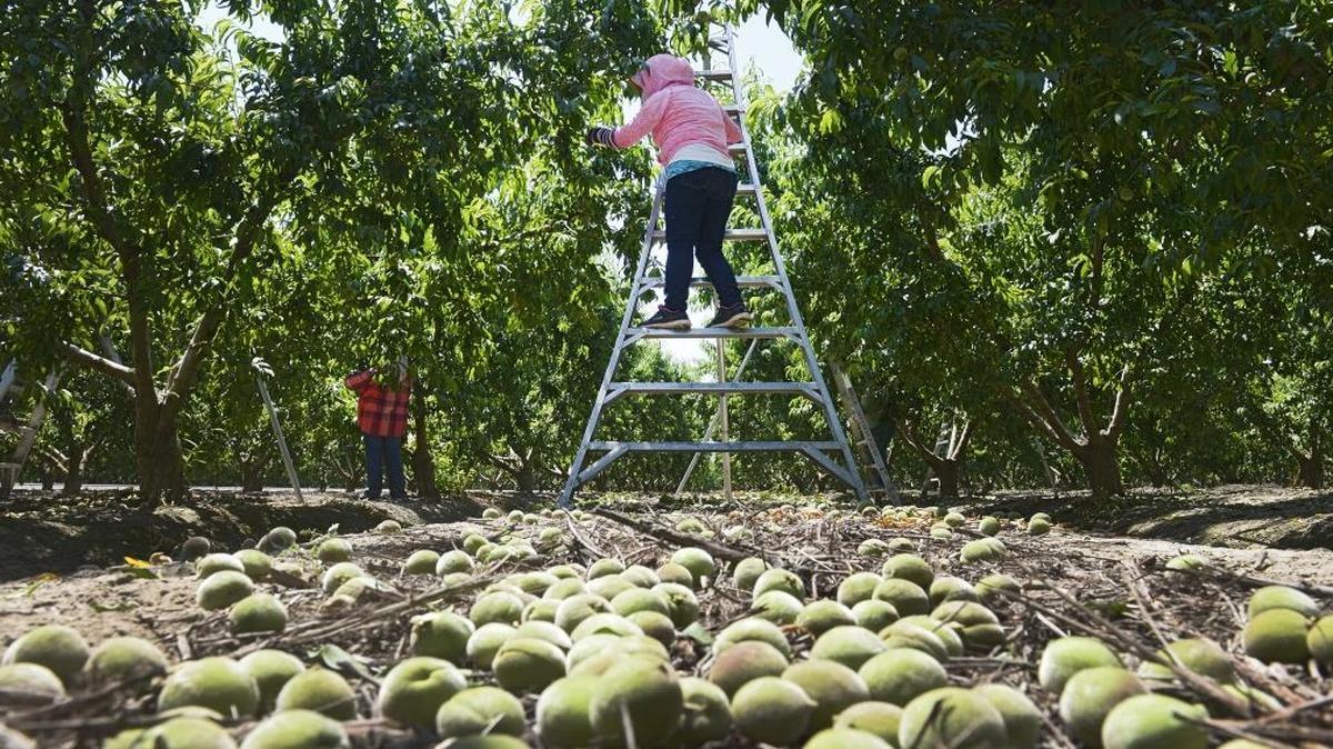 Workers remove small peaches while thinning an HMC Farms orchard near Selma on Friday.