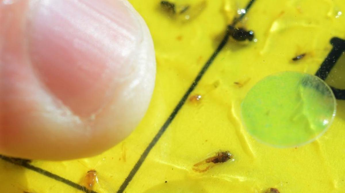 The tiny Asian citrus psyllid, to the lower right of a fingertip for scale, is shown on an insect trap.