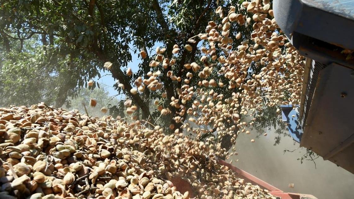 Thousands of almonds, automatically culled from twigs, fill a trailer bin after being swept up off the orchard ground during Madera County farmer Tom Roger's harvest in 2016.
