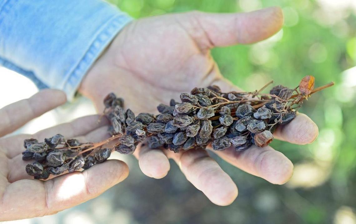 In this Bee file photo, USDA researcher Craig Ledbetter holds a naturally dried bunch of raisins at the USDA Agriculture Research Service center in Parlier.