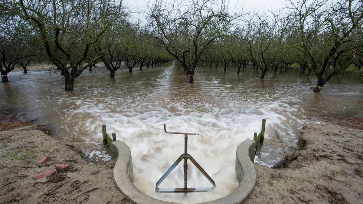 Stormwater floods the 5-acre almond orchard of Modesto farmer Nick Blom in an experiment to restore the drought-depleted aquifer on Tuesday, Jan. 19, 2016, in Modesto, Calif. If the water was not diverted to the Blom farm, the stormwater would flow into the Tuolumne River.