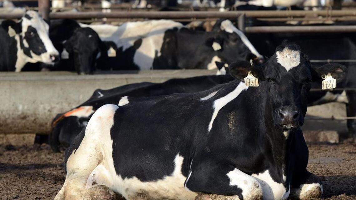Deluge of rain not great for dairies; milk cows don't like being wet
