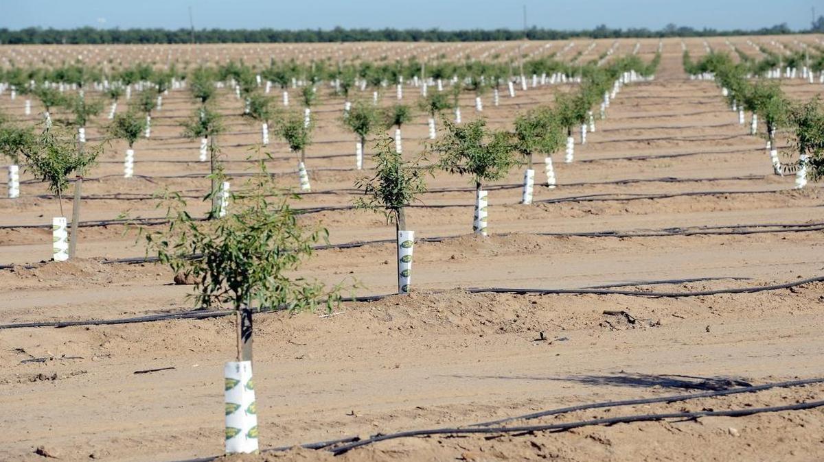 New almond trees grown in a field at Ashlan and Grantland avenues, an area west of Highway 99 in Fresno. Almonds were the county’s top-grossing crop in 2015.