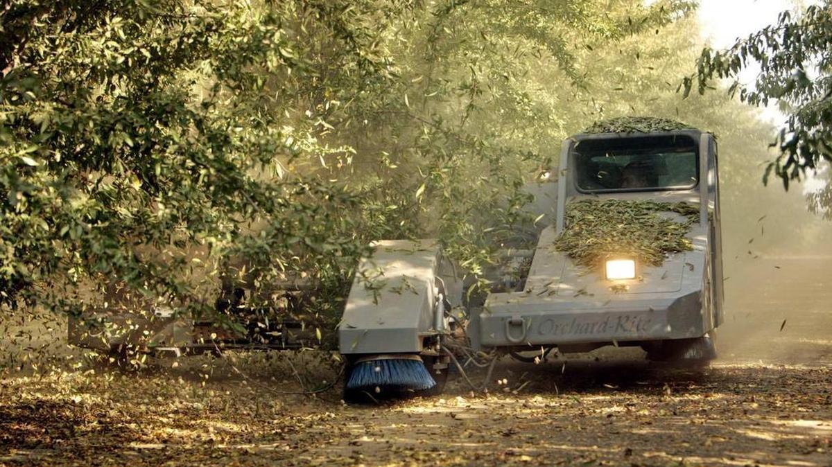 
A shaker causes almonds to fall from trees at an orchard of Wegis and Young Agriculture in Buttonwillow. Almonds are among the crops that help drive Kern County’s 2014 agricultural production to a new record at $7.5 billion. 
