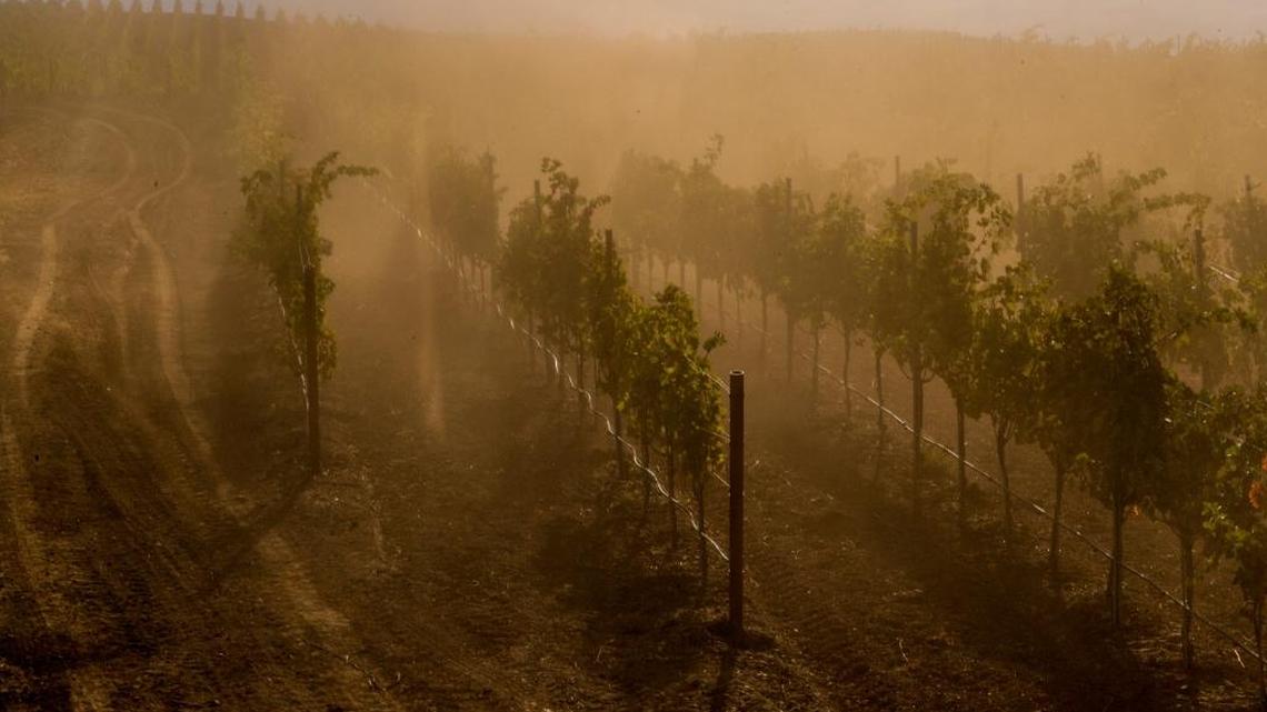 Dust is stirred up by a helicopter’s rotors at the Jackson Family Wines’ Pine Mountain property in Sonoma County Oct. 6, 2016. Jackson Family Wines is among winemakers employing both high-tech and old-school techniques to adapt to hotter, drier conditions, including using drones to monitor crops and falcons to scare away grape-eating birds.
