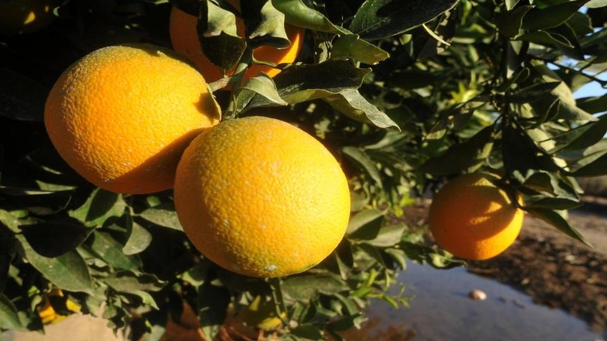 Central San Joaquin Valley citrus growers question an EPA move to ban a pesticide they say they need to keep their groves free of pests.