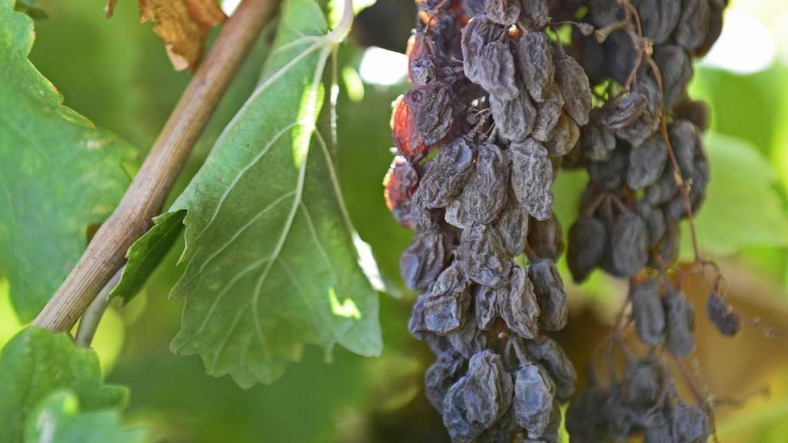 
Naturally dried bunches of raisins hang on a vine at the USDA Agriculture Research Service center in Parlier. The new raisin grape variety, known as Sunpreme, does not require cane-cutting or drying on paper trays on the ground.
