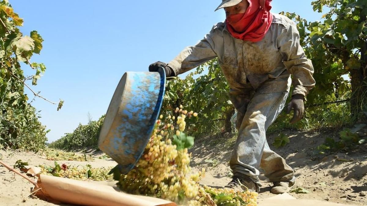 Toiling in a dusty vineyard in Easton, farmworker Pablo Santiago dumps a pan of Thompson seedless grapes to dry into raisins on Monday, Aug. 29, 2016.