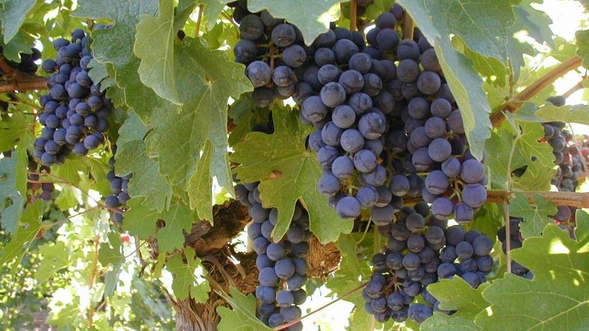 

Grapes on the vine.

