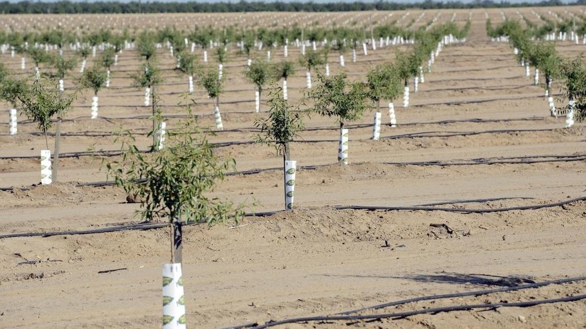 New almond trees in June 2015 in a field at Ashlan and Grantland avenues, west of Highway 99 in Fresno. In 2015, Fresno County had 110,995 acres of trees in production and 15,552 acres of non-bearing trees.