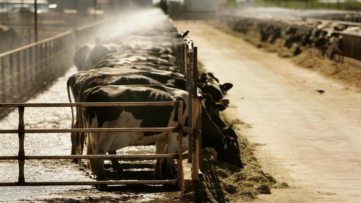 Dairy cows feed under mist at a Fresno County farm. The new North American trade deal helps improve access to Canadian markets but leaves intact major trade barriers with a more important customer, Mexico.